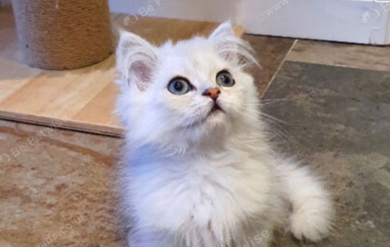 Persian kitten vaccinated & chipped