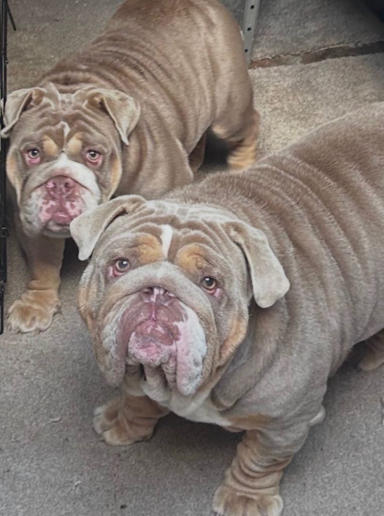2 English bulldogs