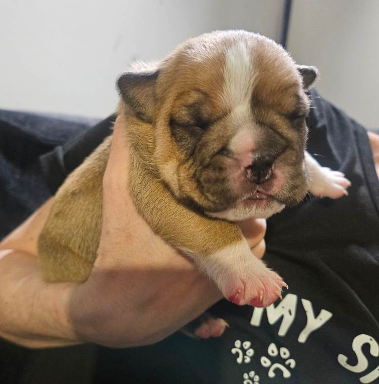 KC English bulldog puppies