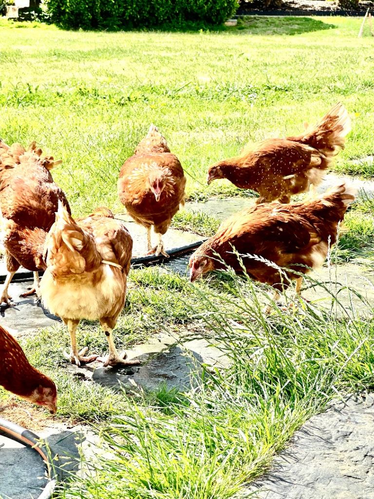 Chicken 