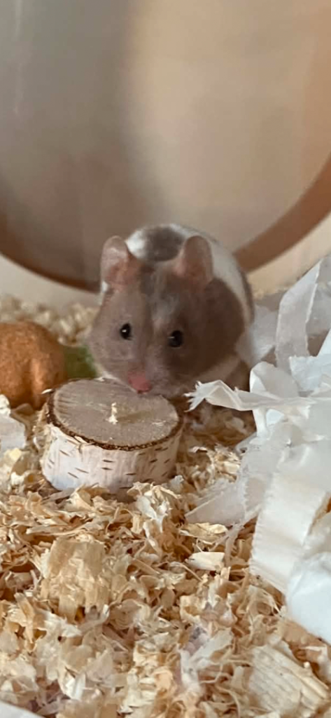Syrian hamster, cage and toys