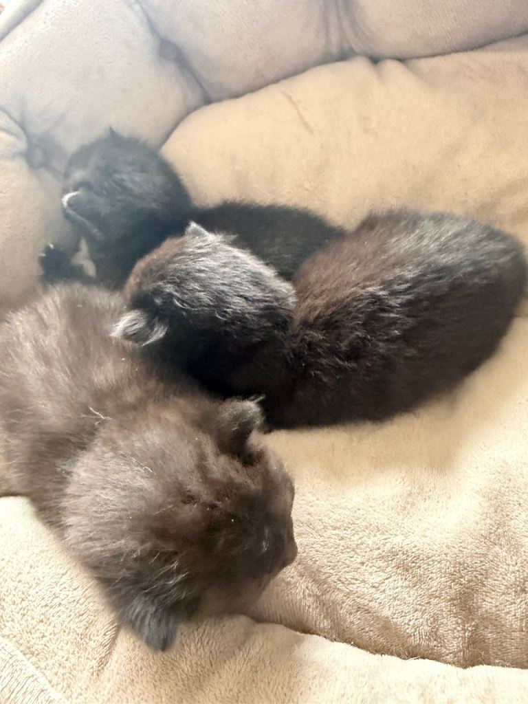 Kittens 