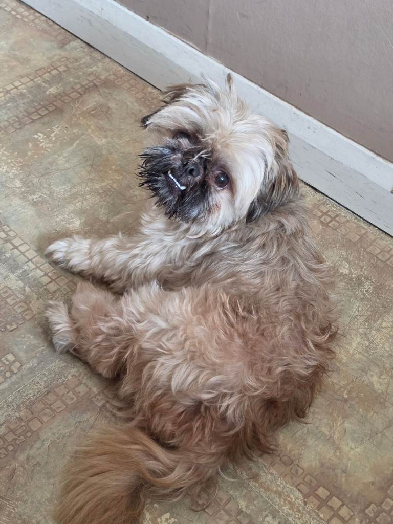 Shitzu boy 3 year old