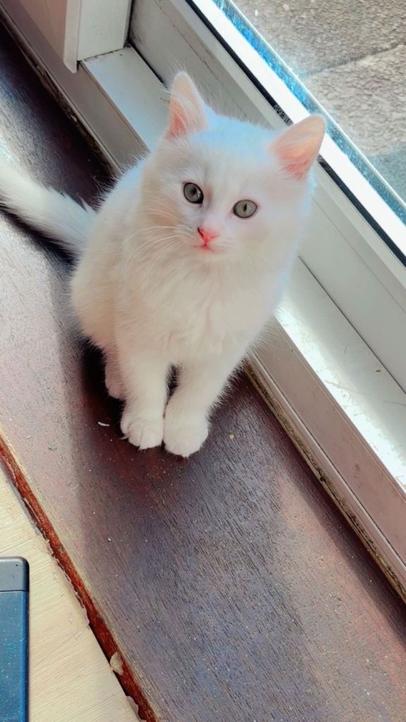 Parsian mixed kittens 