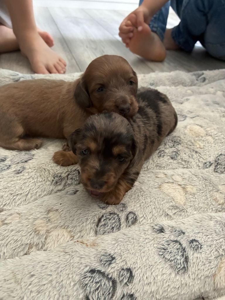 Beautiful miniature dachshunds 
