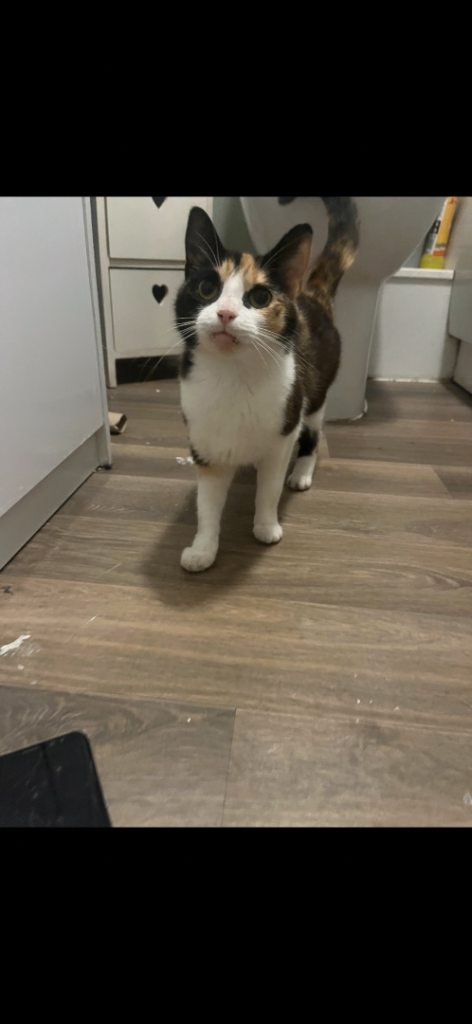 Female cat for sale 