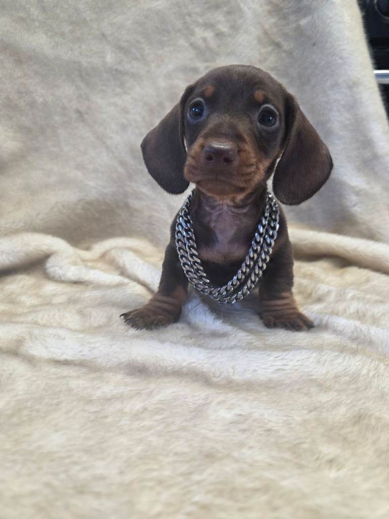 LAST PUPPIE LEFT!! Dachshund 