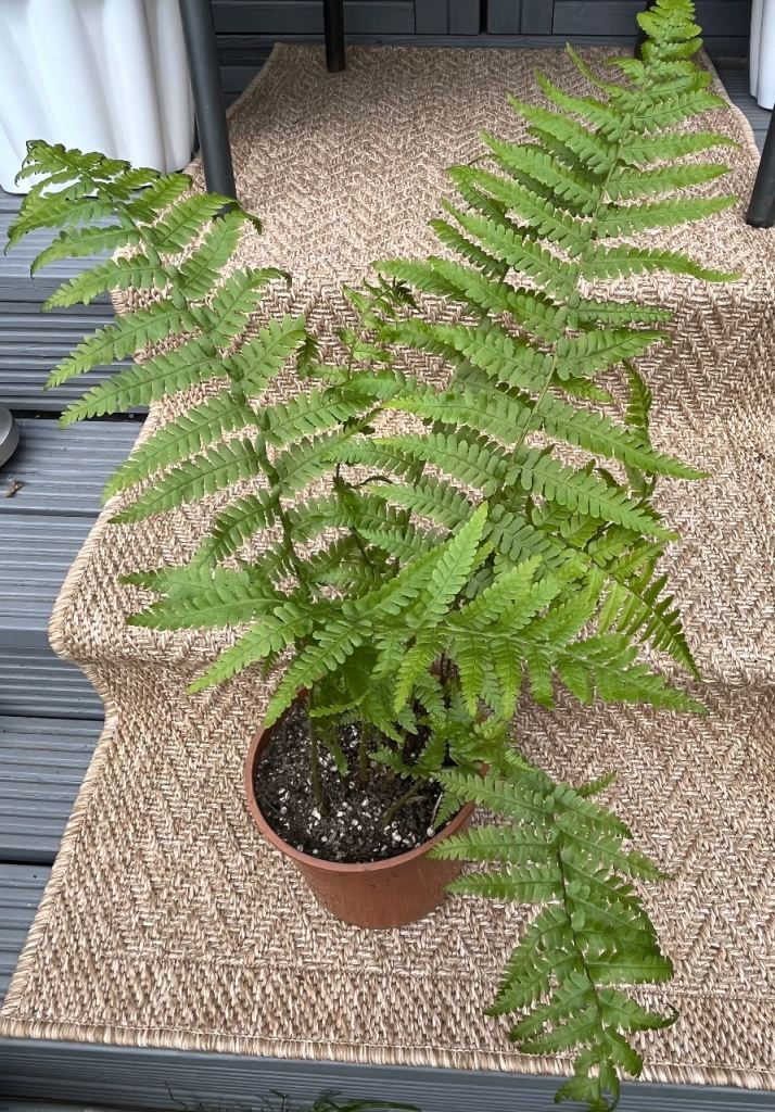 Fern 