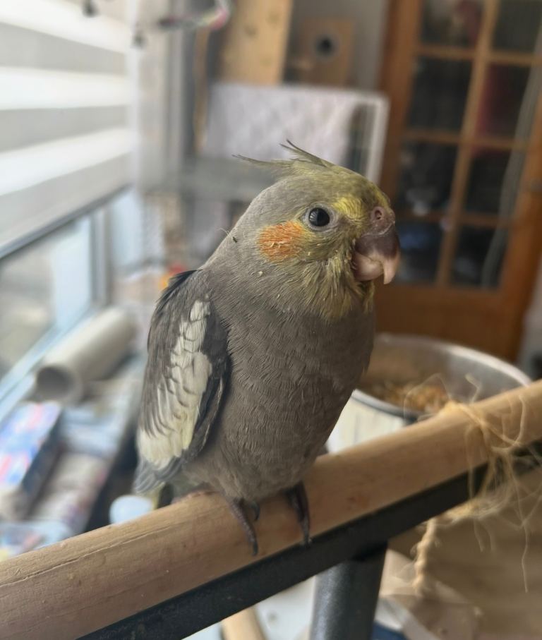Adorable hand reared Cockatiels’s - grey baby ready now 