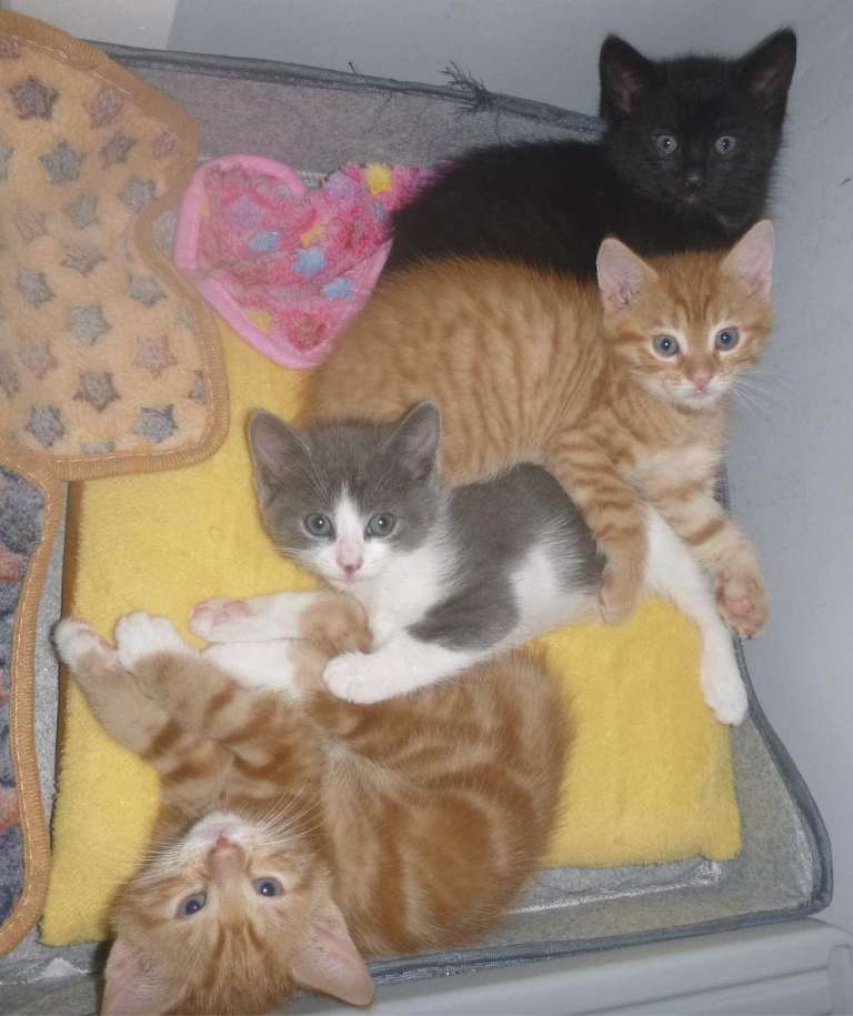 Beautiful kittens for sale