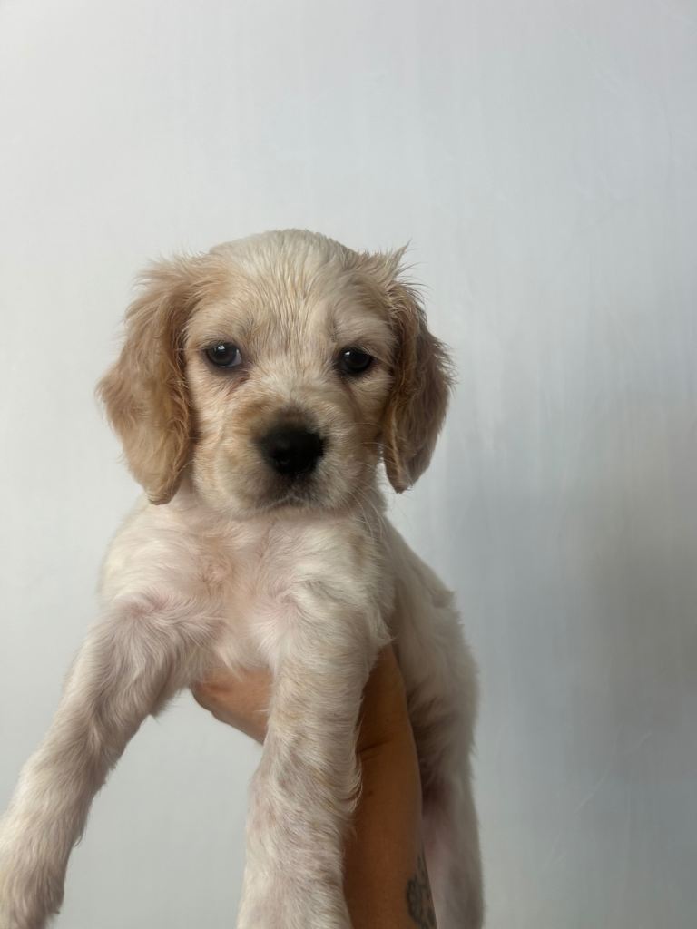 Puppy
