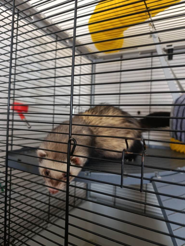 Ferret with a cage