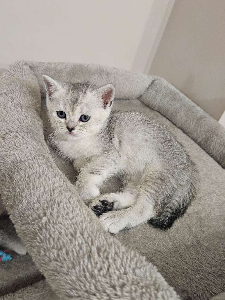 British shothair tabby kittens 