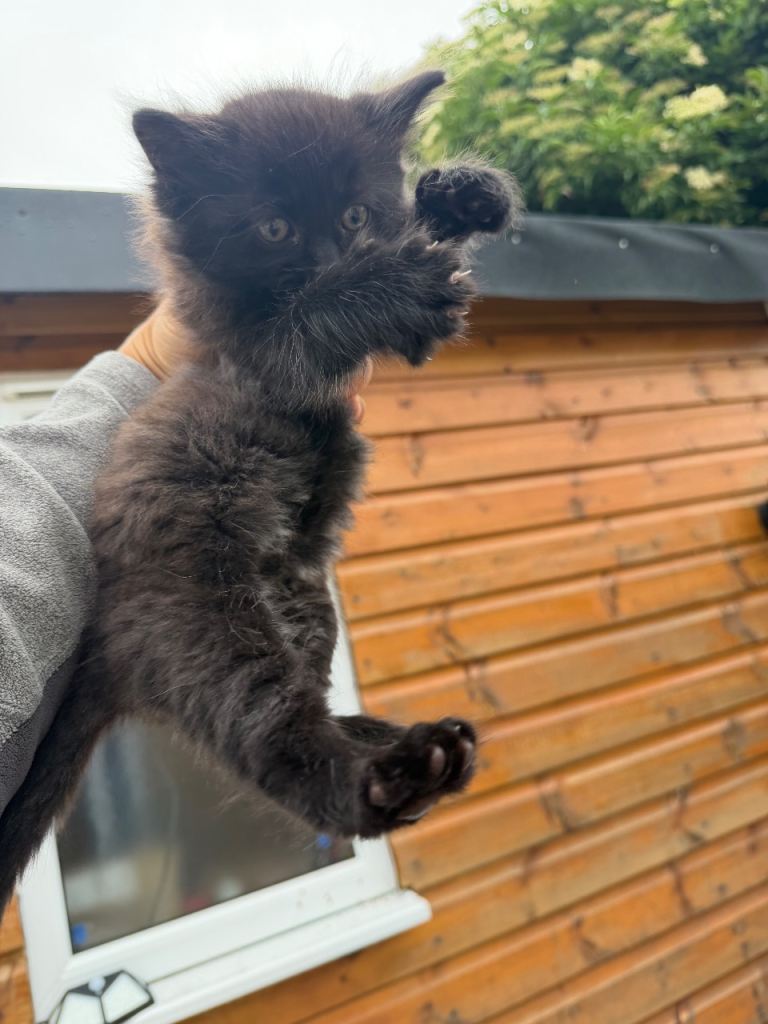 FLUFFY KITTENS