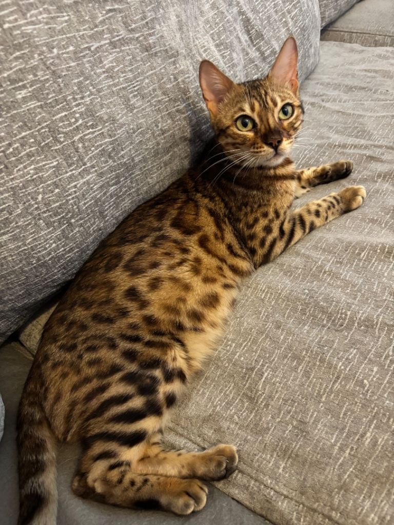 4 beautiful bengal kittens