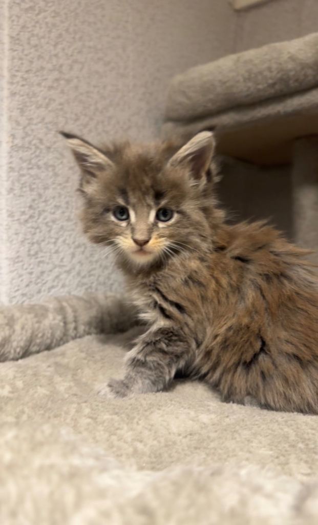 maine coon kittens