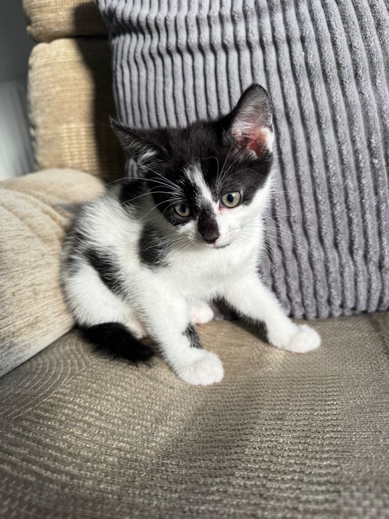 Kittens 