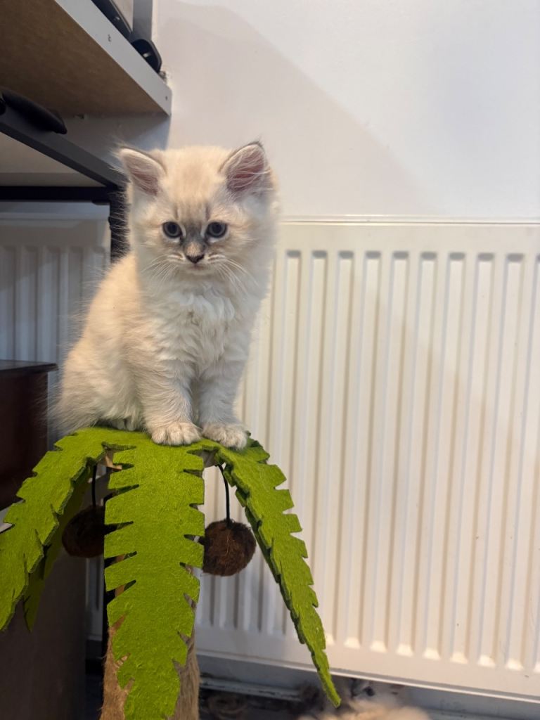 Ragdoll kitten 