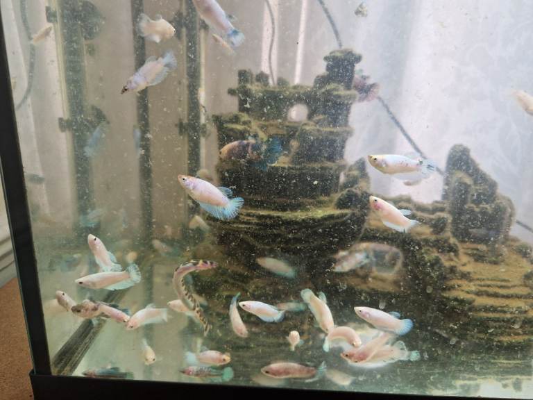 Red Tail Rainbow Fish, Siamese fighting fish (Betta) £5 Each - Full Setup Available