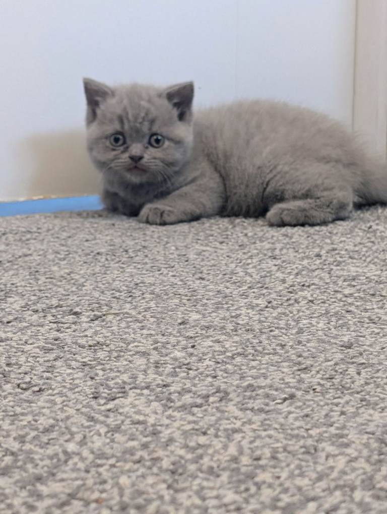 British short hair kittens 