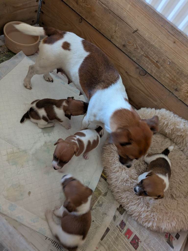 Jack Russell puppies