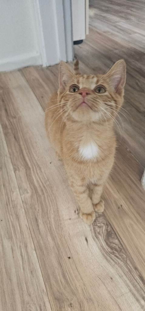 Kittens 