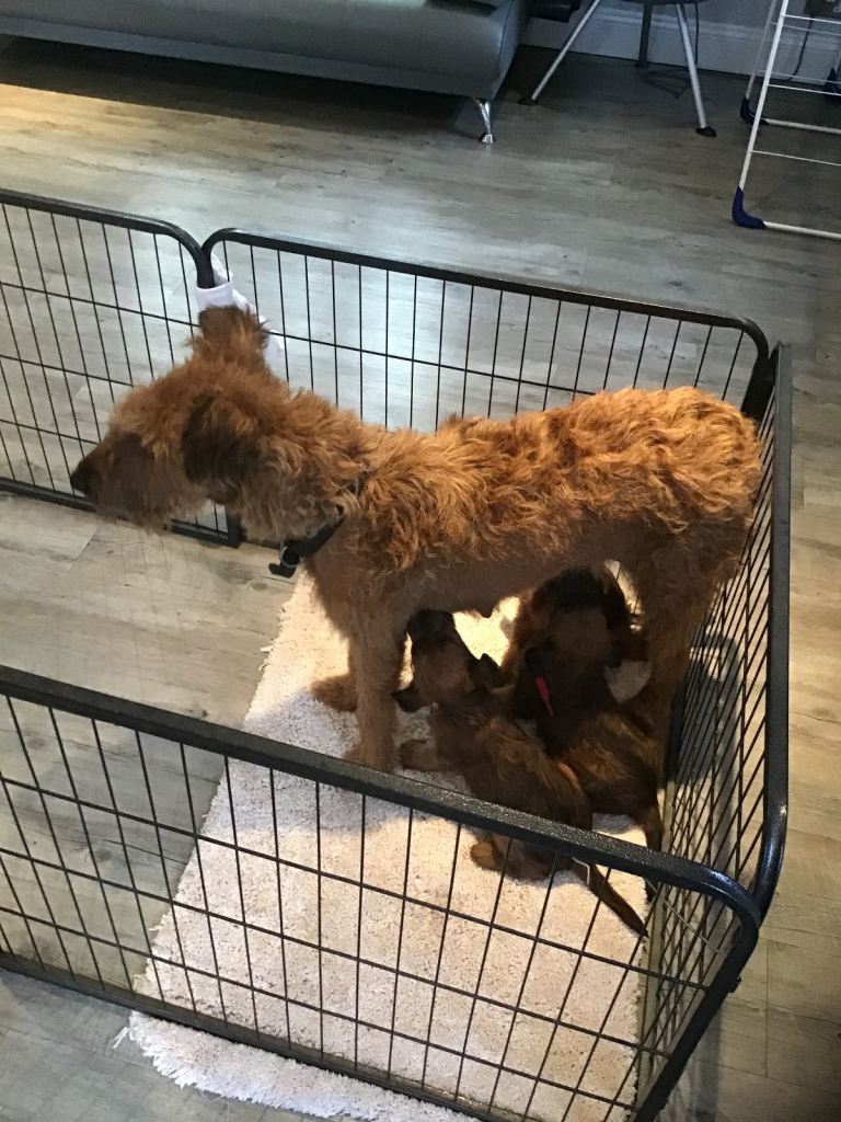 Irish terrier puppys 