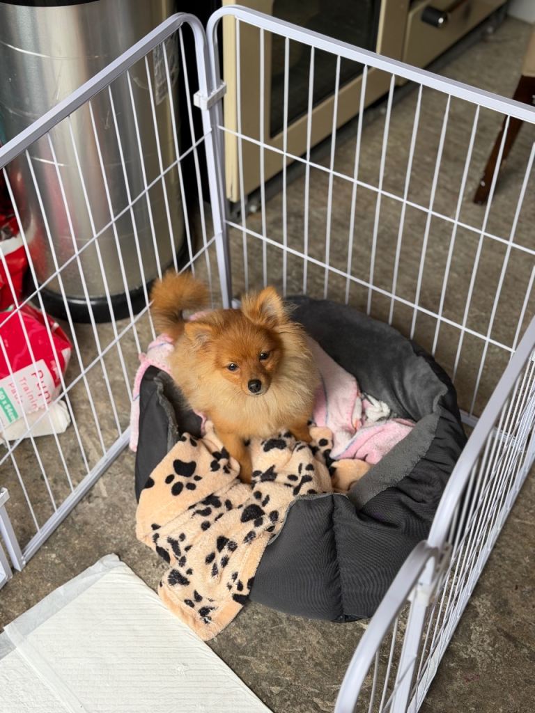 Pomerian puppy