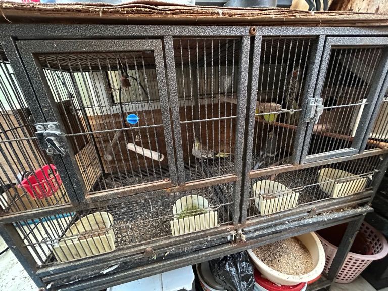 Cockatiels + Budgies