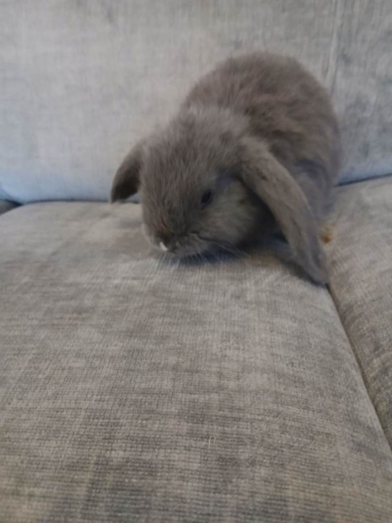 Bunnies 