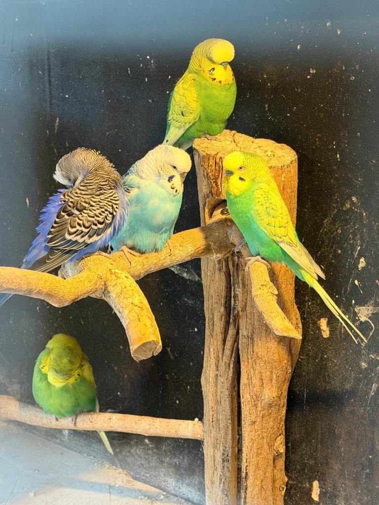 Budgies