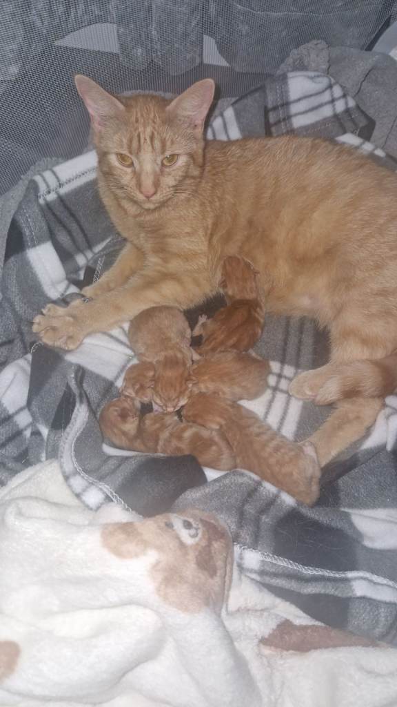 Adorable Ginger Kittens Looking for Forever Homes