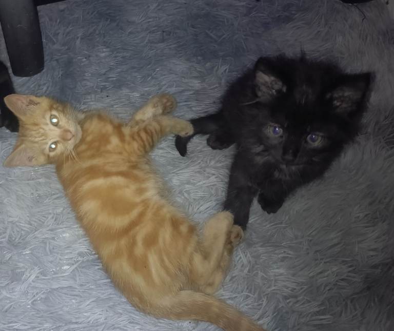 Beautiful kitten's 