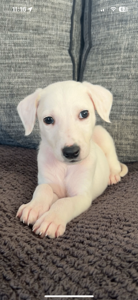 Saluki whippet / lurcher pups