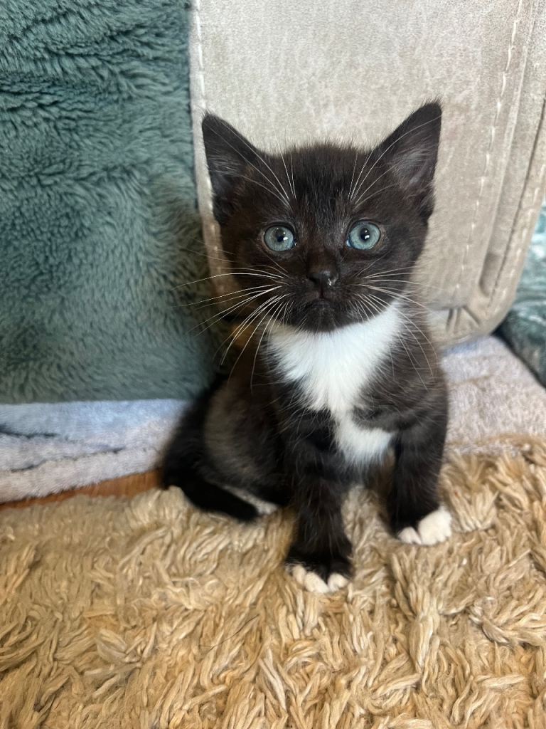 Stunning Bengal X blue eyed kittens 