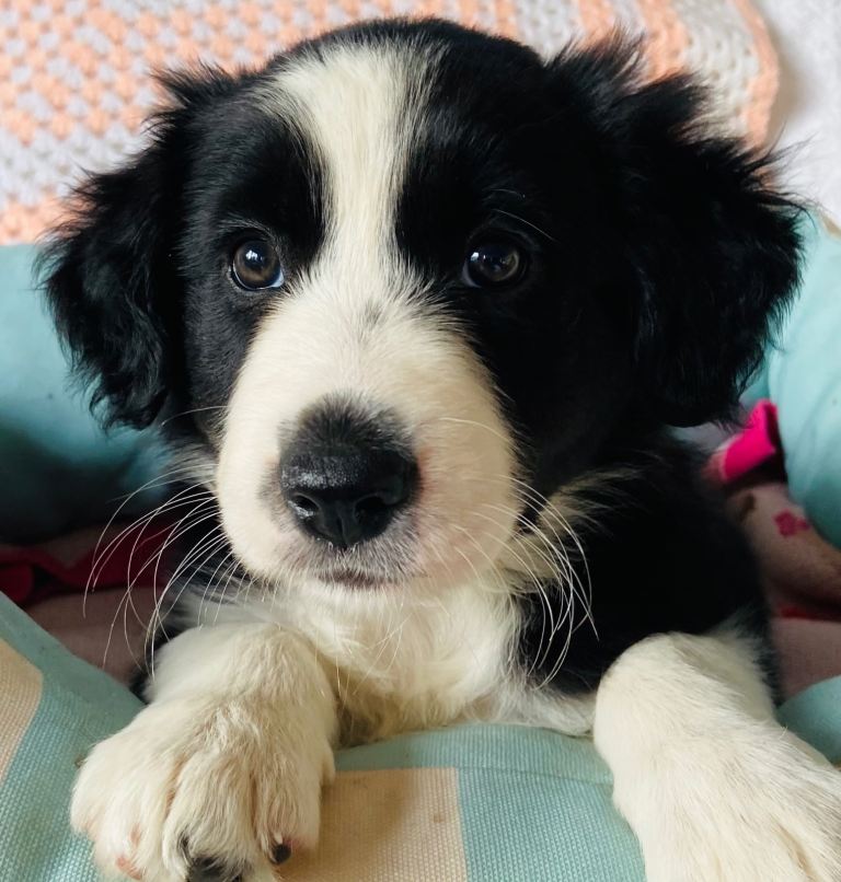 Border Collie puppies for sale  £795