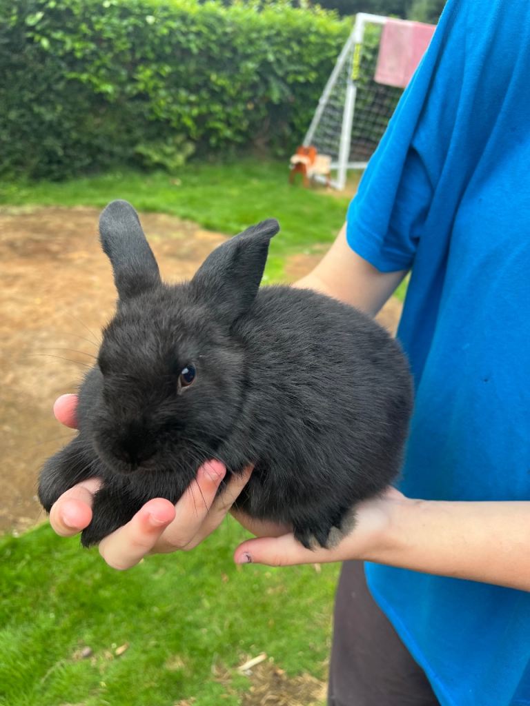 Bunnies