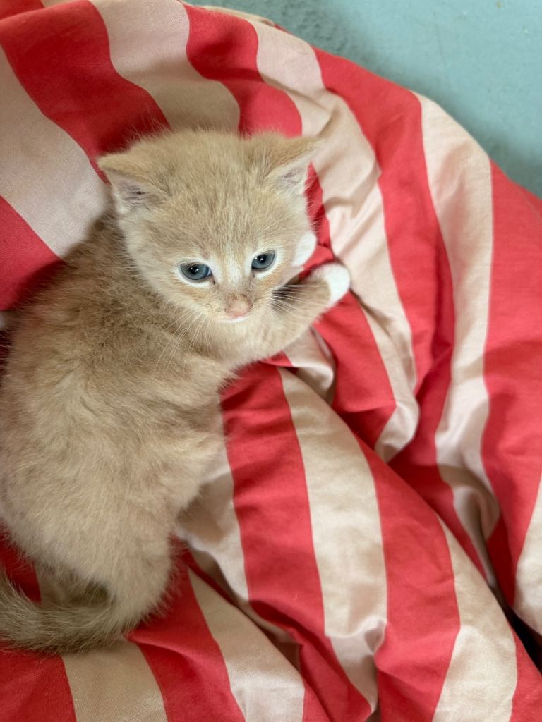 Kitten