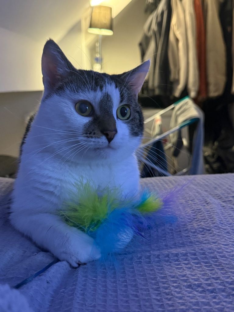 Sweet 3-Year-Old Indoor Cat Looking for a Loving Home (Rehoming Due to Move)