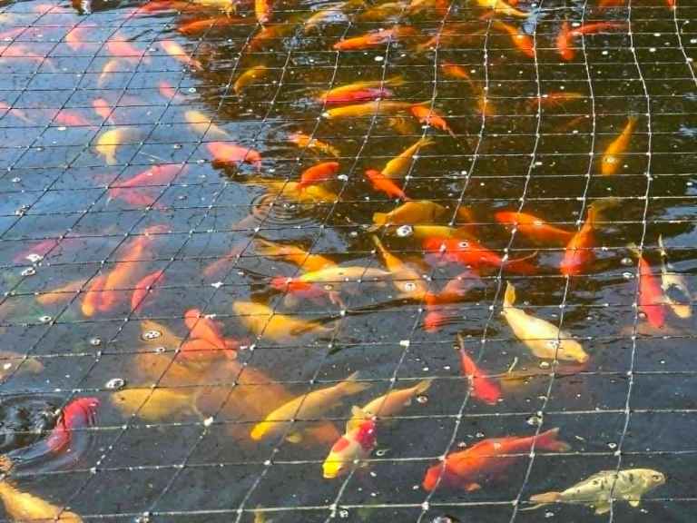 Koi and gold fish for sale