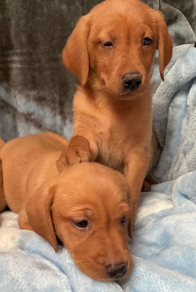 Fox red puppies 