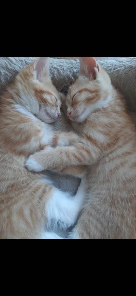 Adorable Kittens for Sale – 4 Boys 🐱