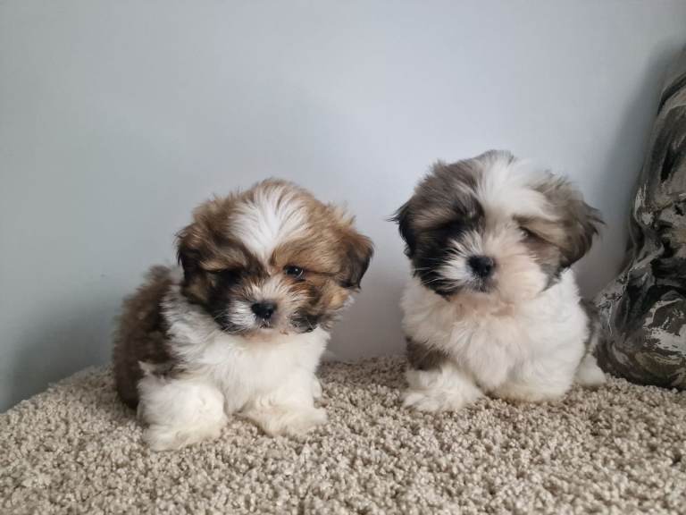 Shih tzu puppies 