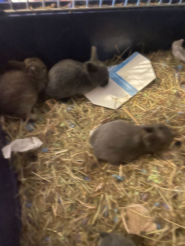Baby mini Rex