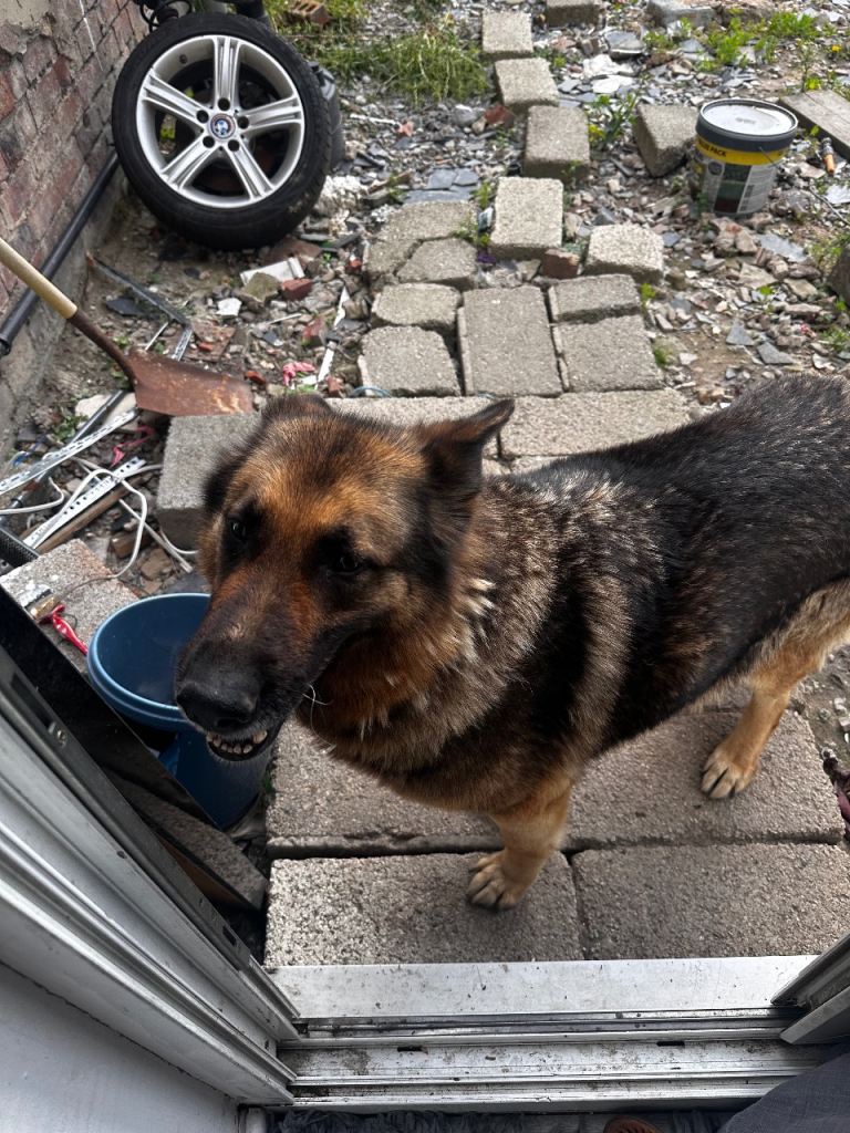 German Shepherd – Female 
