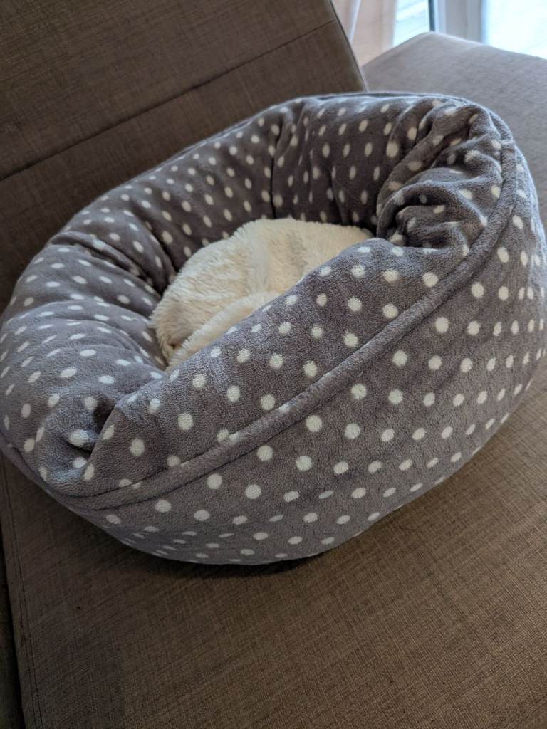 Small Pet Bed CASH OR TRANSFER 