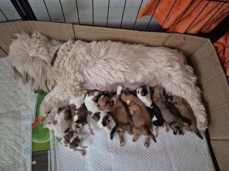KC registered Lhasa Apso puppies 
