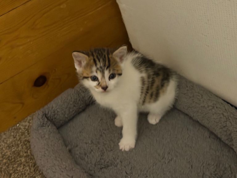 Kittens 