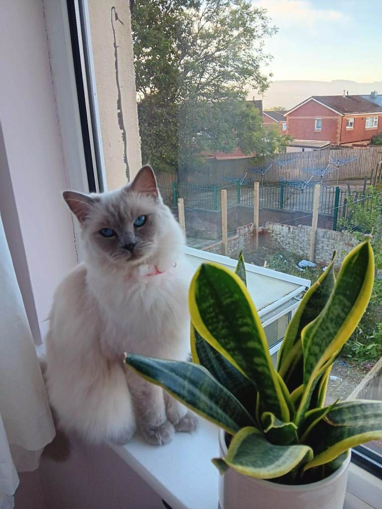 Ragdoll female for sale. 