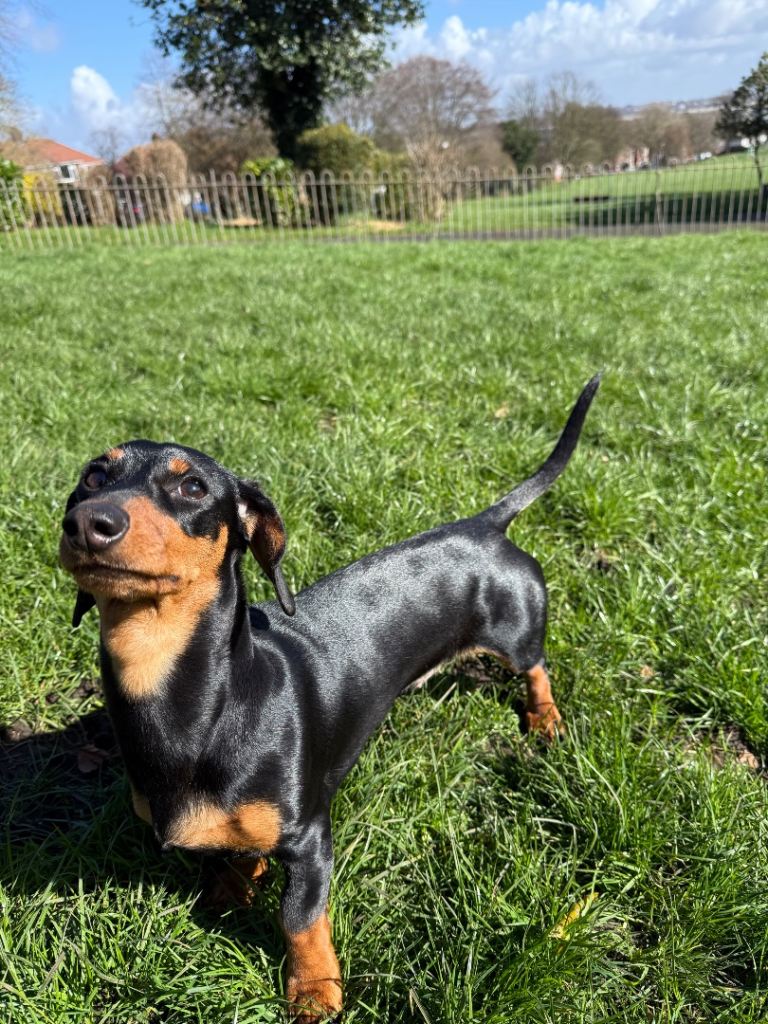 Willow - 10 months old